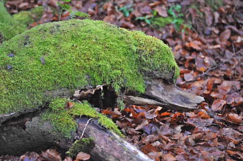 DSC_5016_lahme ente