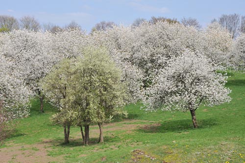 KIRSCHBLÜTE_