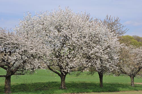 KIRSCHBLÜTE_II