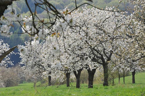 KIRSCHBLÜTE_III