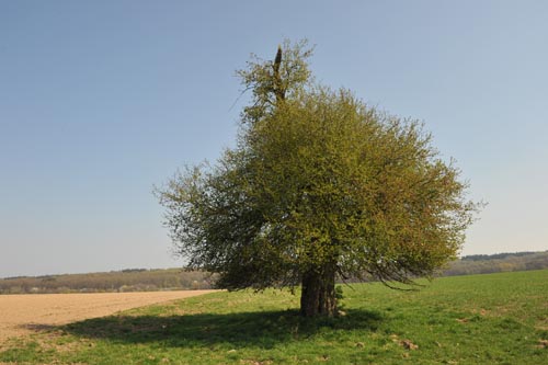 WILDAPFELBAUM_II