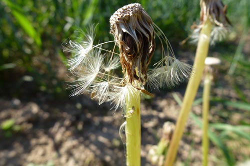 LÖWENZ._II_P1070125_2