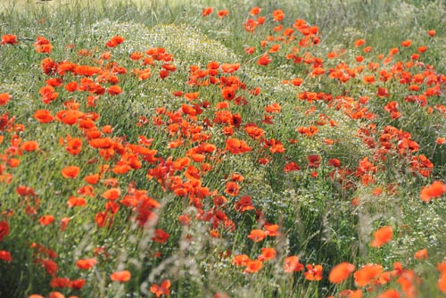 MOHN_II_DSC_0767