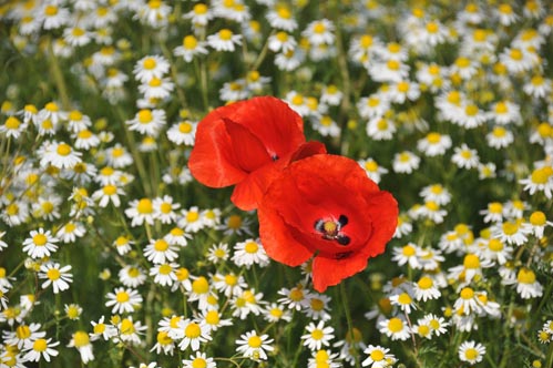 MOHN_IV_DSC_0790_2