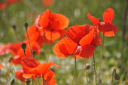 MOHN_I_DSC_0760_2