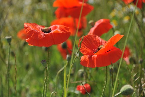 MOHN_VI_DSC_0772_2