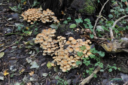 PILZE EN MAS_DSC_8512_bearbeitet-2