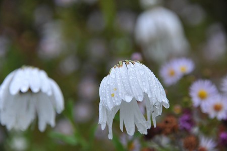 REGENASTER WEISS_DSC_8194