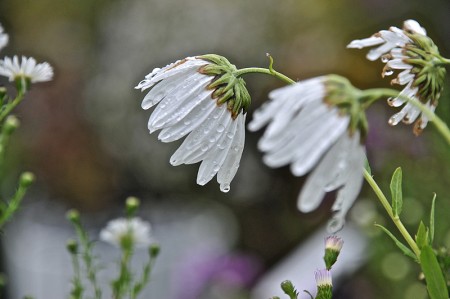 REGENASTER WEISS_DSC_8204