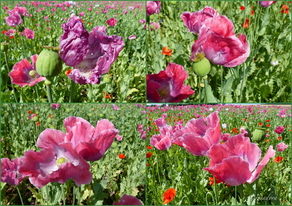 MOHN_GERMERODE_III_07.07