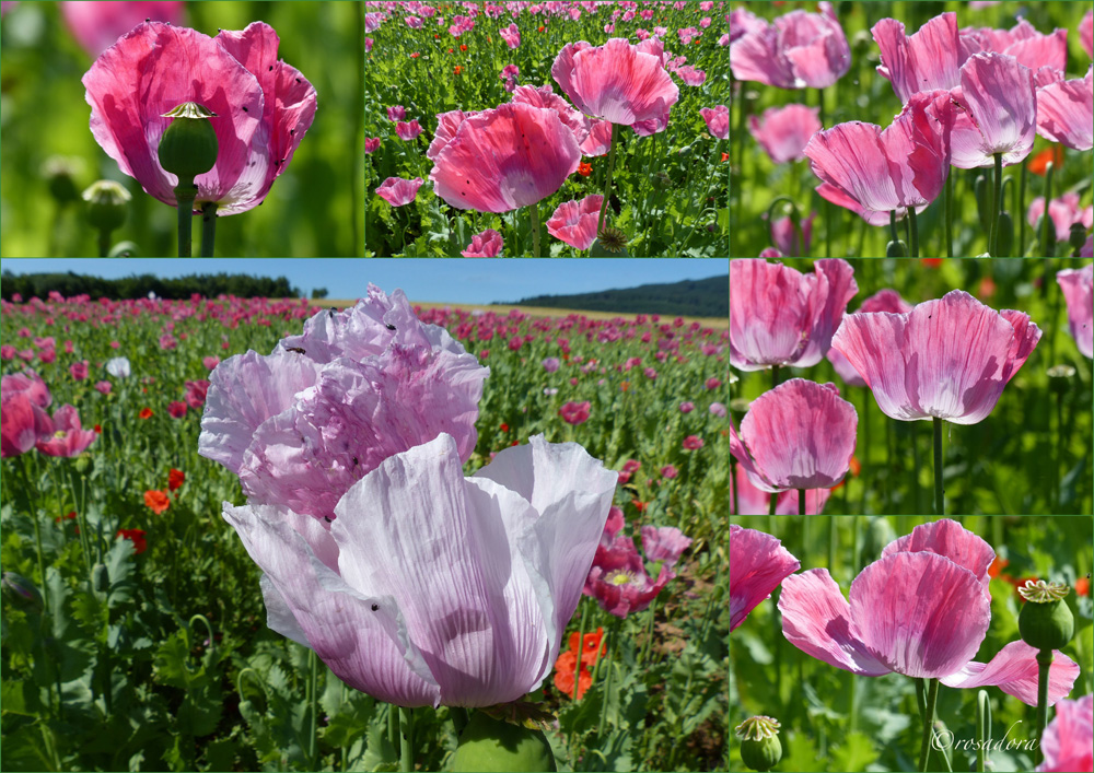 MOHN_GERMERODE_IV_07.071