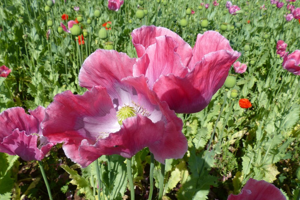 MOHN_GERMERODE_VII_P1550342