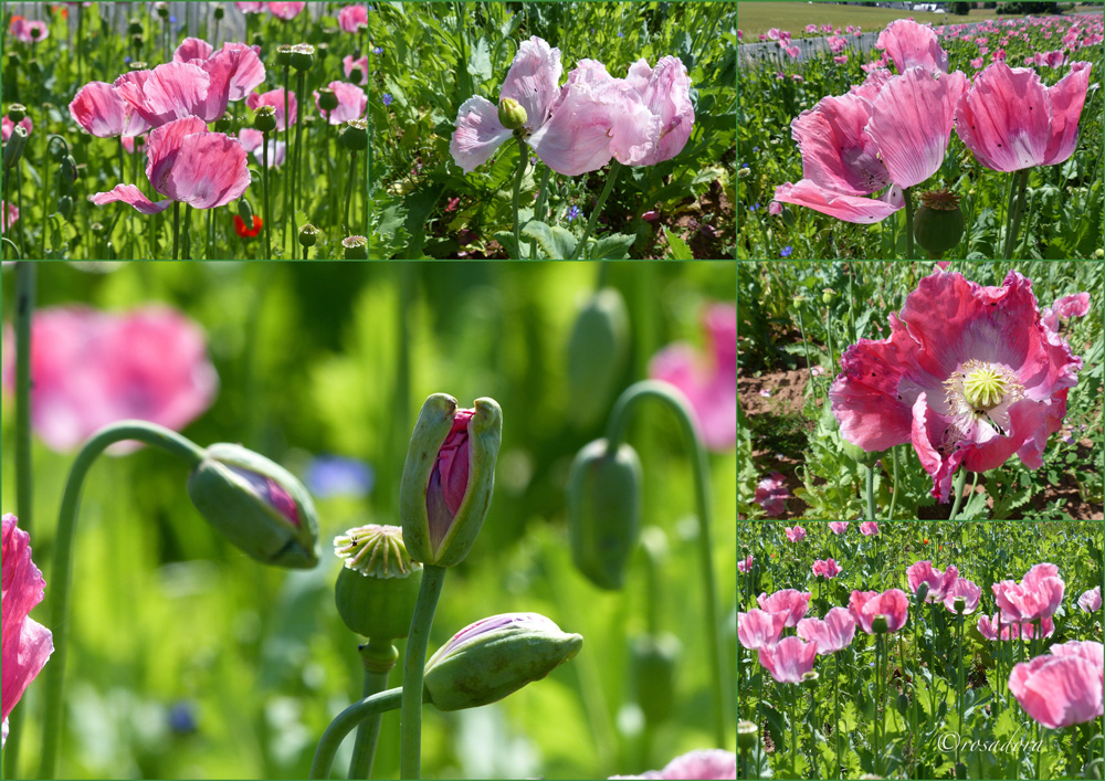 MOHN_GERMERODE_VI__07.074