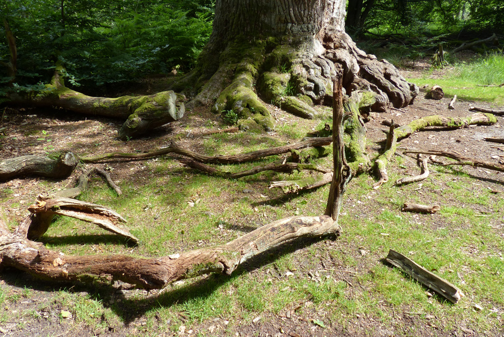 URWALD VERSCHANDELT_ IV_P1540869