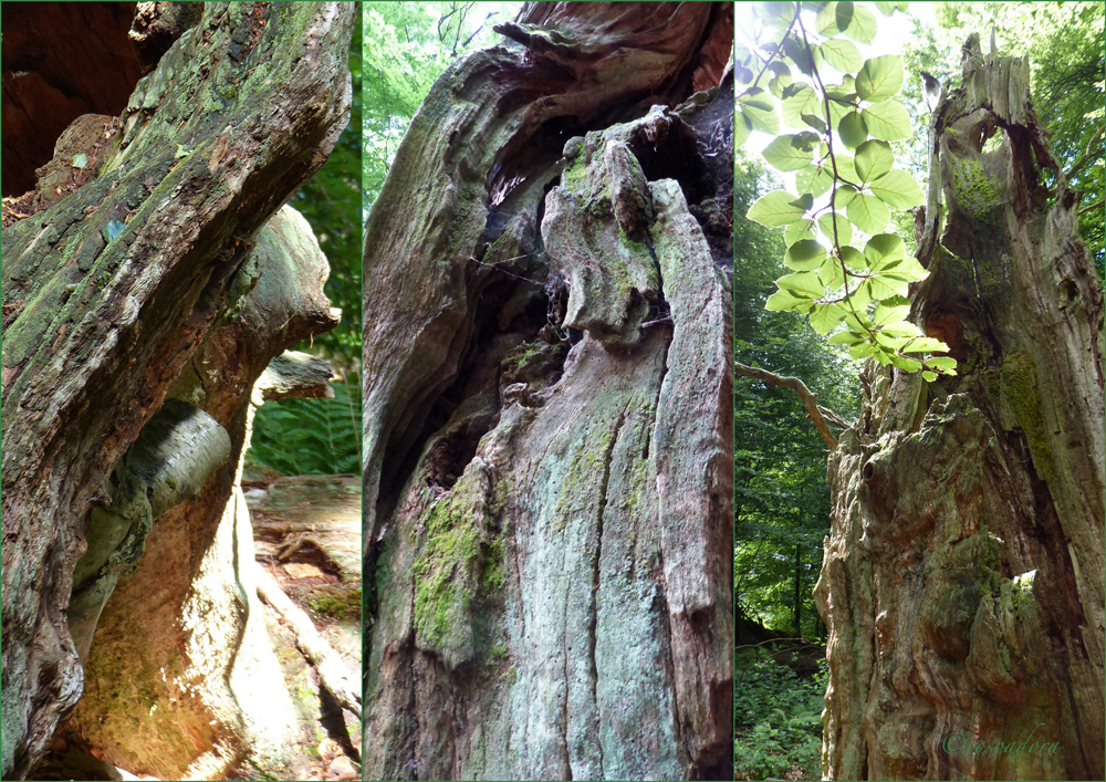 URWALD_HALBER BAUM HALB_IV_03.072