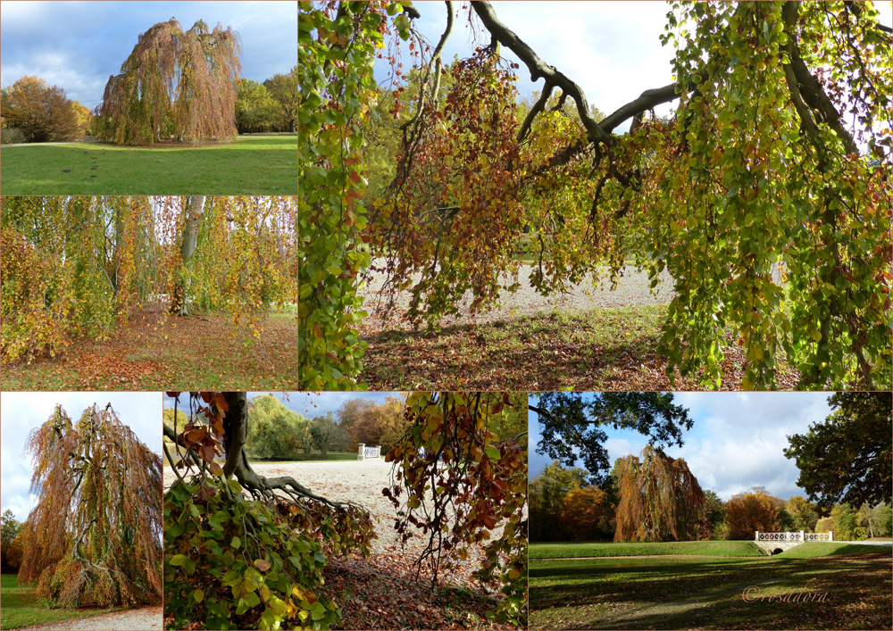 DRUMHERUM_VI_HÄNGEBUCHE_INSEL SIEBENBERGEN_AUE_02.117