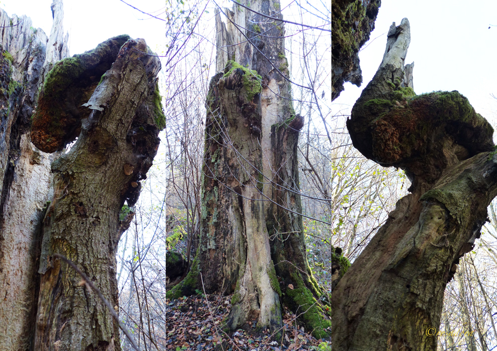 URWALD_DUNKLE SCHÖNE HEUTE_25.115