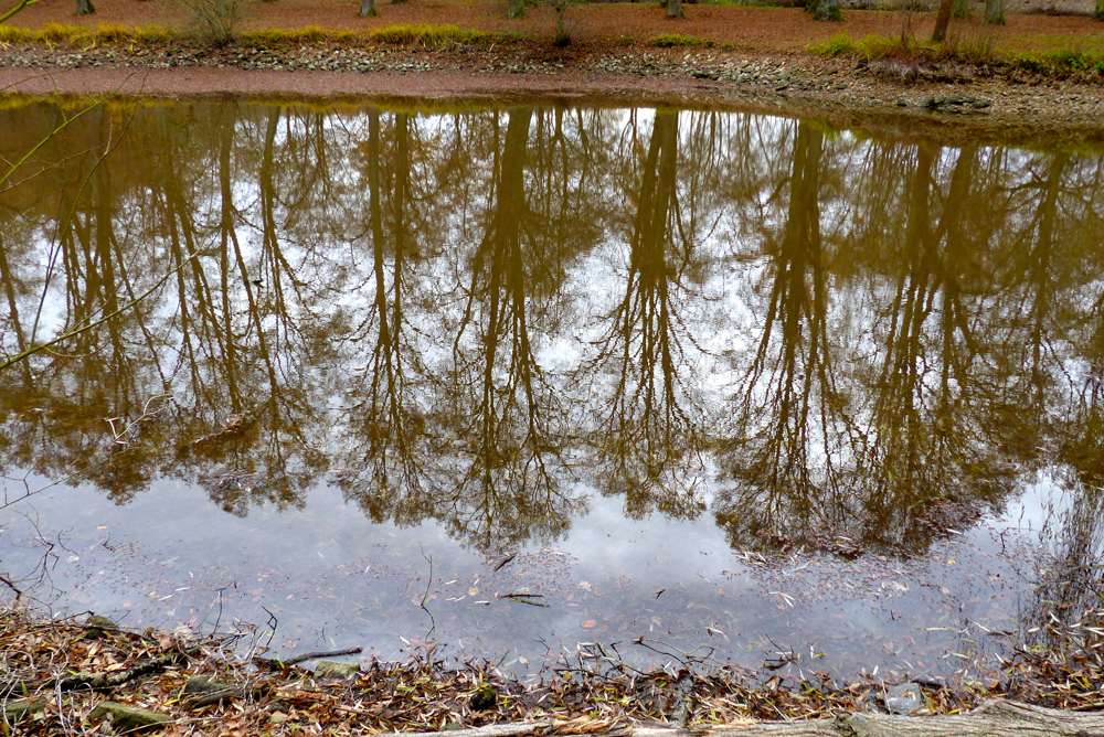 WILHELMSTHAL_BAUMSCHATTEN IM WASSER_I_P1590074