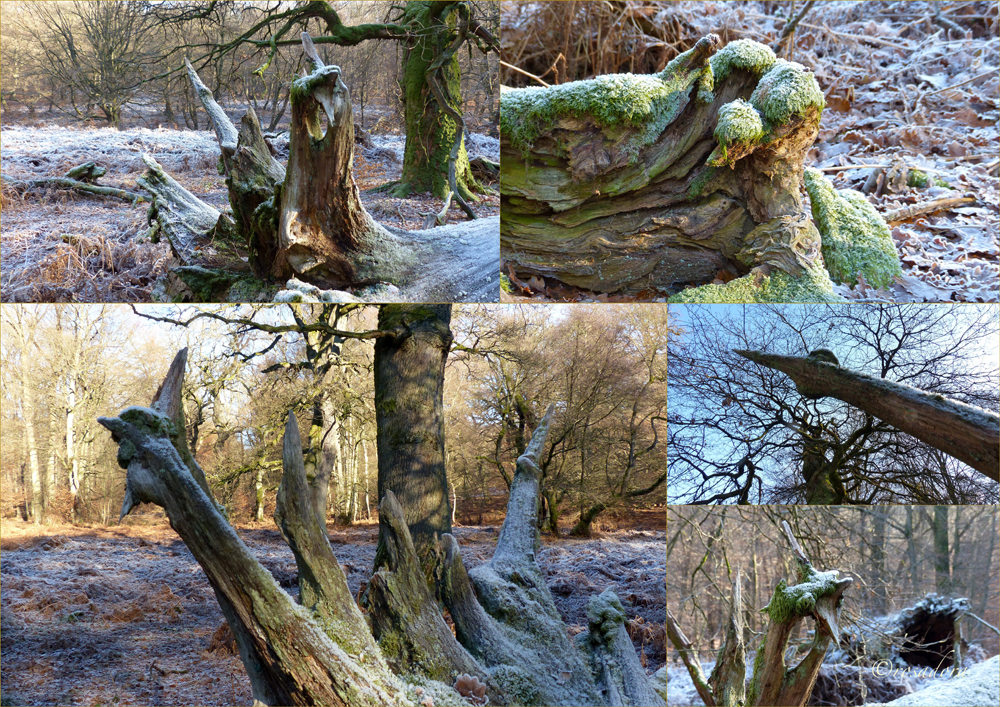 URWALD OHNE RAUREIF_WESEN BEI MEINEM BAUM_II_05.122