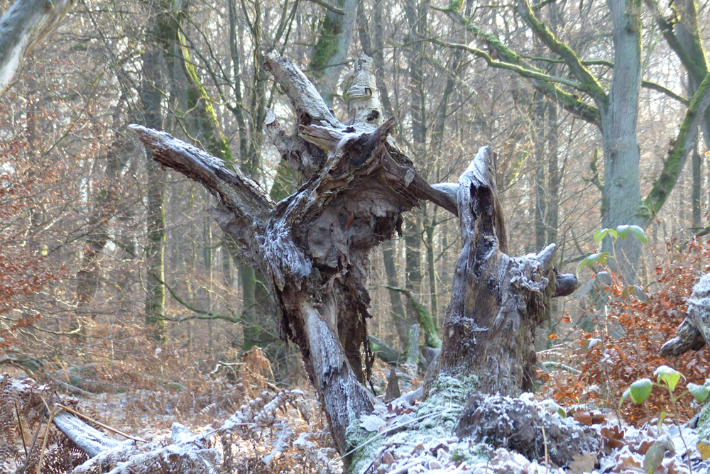 URWALD_ WESEN IM VORD. WALD_II_P1600255