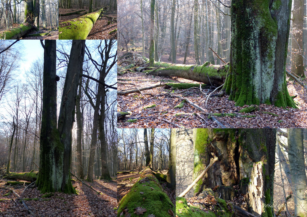 URWALD_MEIN BAUM UND ANDERE_1:3 BAUM IV_29.123