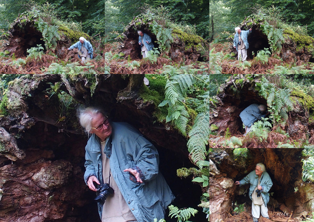 URWALD_MIRKOBILDER_mein baum mit rosa_10.09