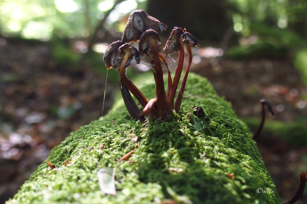 URWALD_MIRKOPILZ_I_P9102001