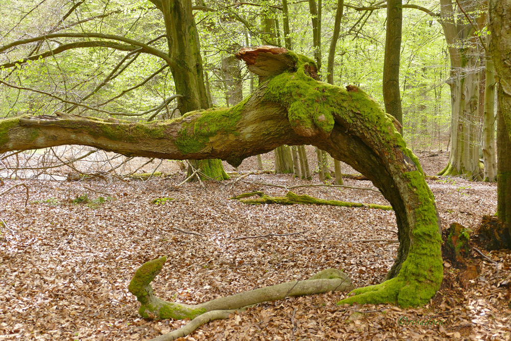 GESCHICHTEN AUS DEM URWALD 15. dezember 2020…. ROSADORAS KUNSTGARTEN